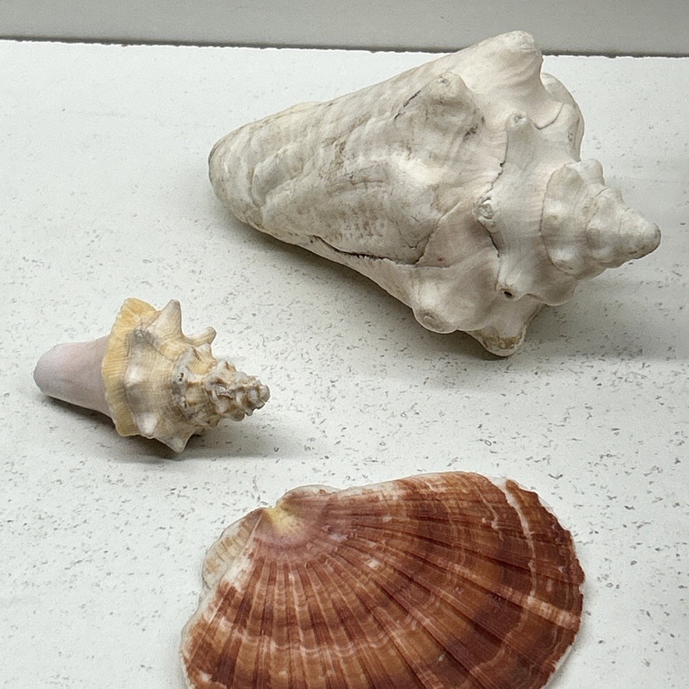 Mixed Seashell Collection Lot Conch Scallop Assorted Coastal‎ Decor - Picture 2 of 16